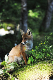 动物 宠物 狗 猫
