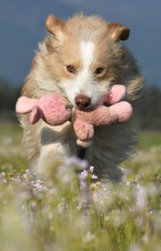 动物 宠物 狗 猫