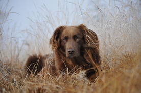 动物 宠物 狗 猫