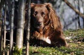 动物 宠物 狗 猫