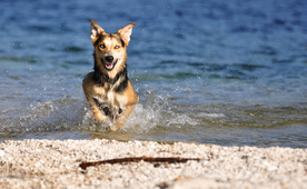动物 宠物 狗 猫