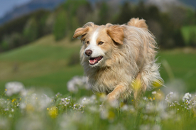 动物 宠物 狗 猫