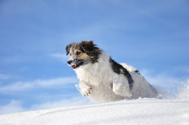 动物 宠物 狗 猫
