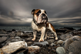 动物 宠物 狗 猫