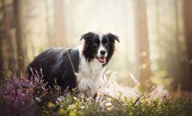 动物 宠物 狗 猫