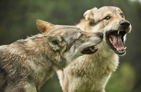 动物 宠物 狗 猫