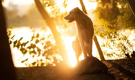 动物 宠物 狗 猫