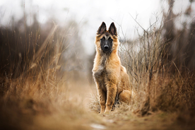 动物 宠物 狗 猫