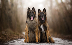 动物 宠物 狗 猫