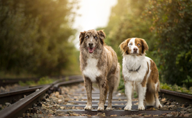 动物 宠物 狗 猫