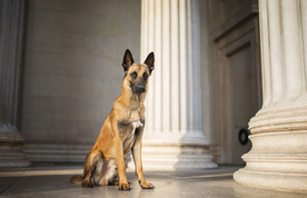 动物 宠物 狗 猫