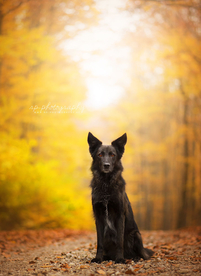 动物 宠物 狗 猫