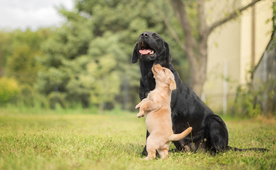 动物 宠物 狗 猫