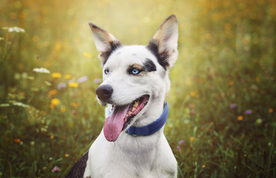 动物 宠物 狗 猫