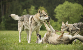 动物 宠物 狗 猫