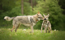 动物 宠物 狗 猫