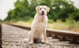 动物 宠物 狗 猫