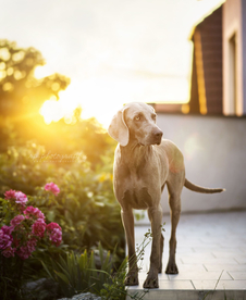 动物 宠物 狗 猫