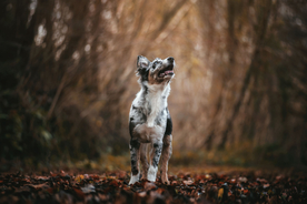 动物 宠物 狗 猫