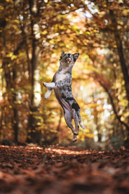 动物 宠物 狗 猫