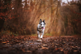 动物 宠物 狗 猫
