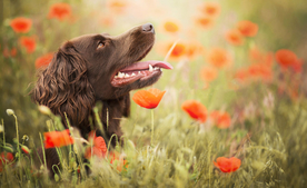 动物 宠物 狗 猫