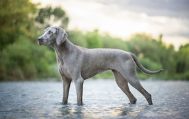动物 宠物 狗 猫