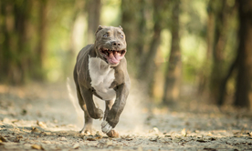 动物 宠物 狗 猫