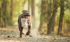 动物 宠物 狗 猫