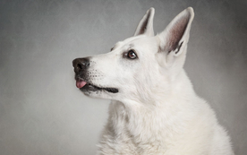 动物 宠物 狗 猫