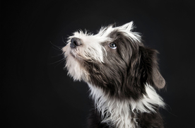 动物 宠物 狗 猫