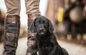 动物 宠物 狗 猫