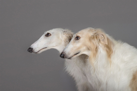 动物 宠物 狗 猫