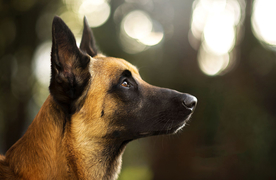 动物 宠物 狗 猫