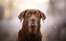 动物 宠物 狗 猫