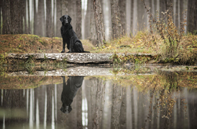 动物 宠物 狗 猫