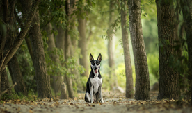 动物 宠物 狗 猫
