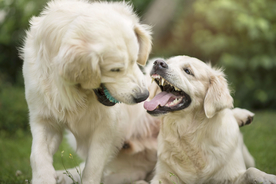 动物 宠物 狗 猫