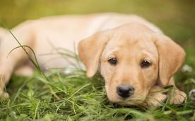 动物 宠物 狗 猫