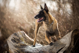 动物 宠物 狗 猫