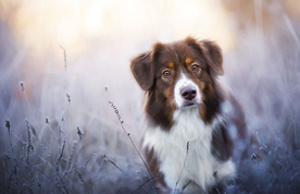 动物 宠物 狗 猫