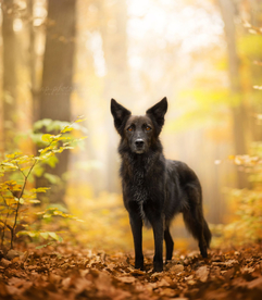 动物 宠物 狗 猫