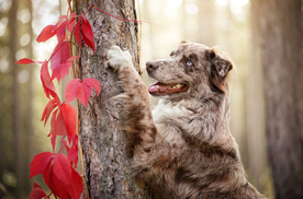 动物 宠物 狗 猫