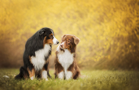 动物 宠物 狗 猫