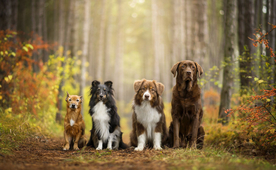 动物 宠物 狗 猫