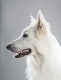 动物 宠物 狗 猫