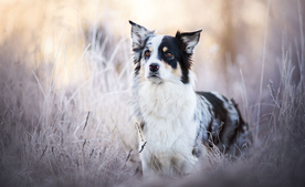 动物 宠物 狗 猫