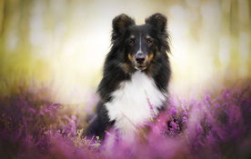 动物 宠物 狗 猫