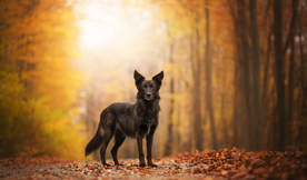 动物 宠物 狗 猫