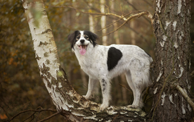 动物 宠物 狗 猫